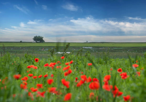 A lone tree on the horizon of fields under a beautiful sky, blooming poppies are blurred in the foreground