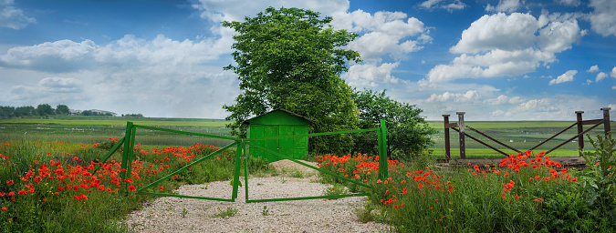 Wild poppies and tree with garage in under a sky with clouds at summer time