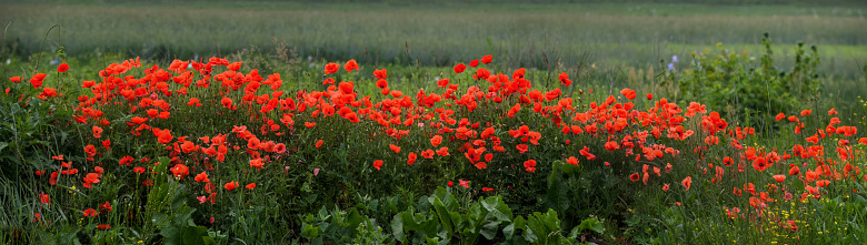 Idyllic  poppy field in Mallorca, part of a series