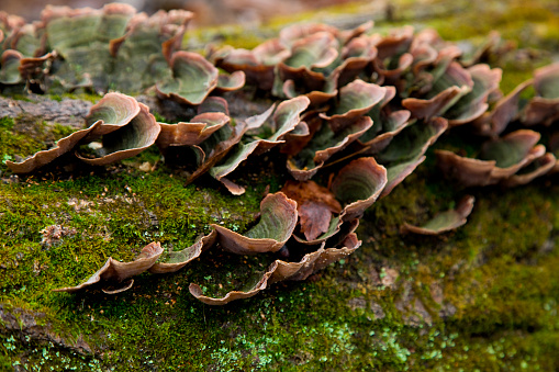 Nature’s way in the forest. Fungus growing on a dead tree.