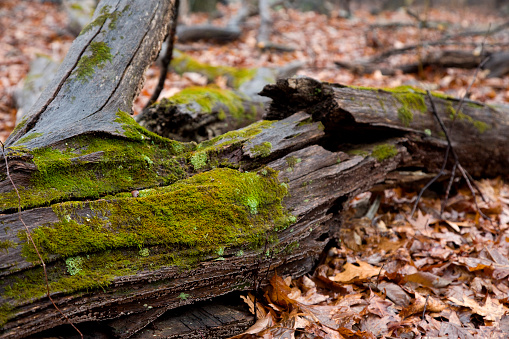 Nature’s way in the forest, natural progression. Rotting tree on forest floor.