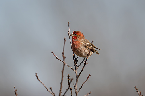 Male House finch on a branch.   It is native to western North America and has been introduced to the eastern half of the continent and Hawaii.