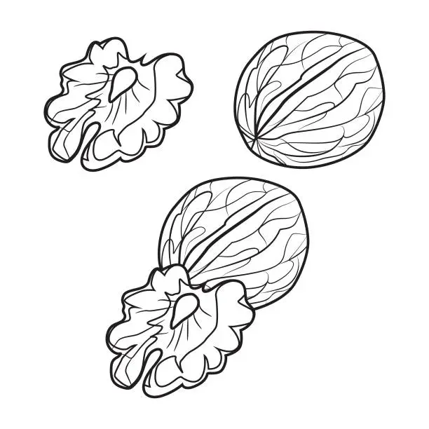 Vector illustration of Walnut flat vector illustration. Food symbol.