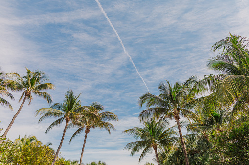 Tropical Palm Trees Under the Sunny Miami Beach, Florida Sky in February of 2024. Blue Skies and breezy palm trees overlooking Miami Beach.