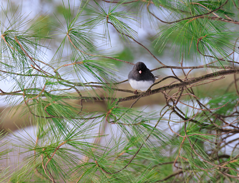 Dark-Eyed Junco perched in an evergreen tree with black and white plmmage