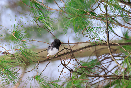 Dark-Eyed Junco perched in an evergreen tree with black and white plmmage