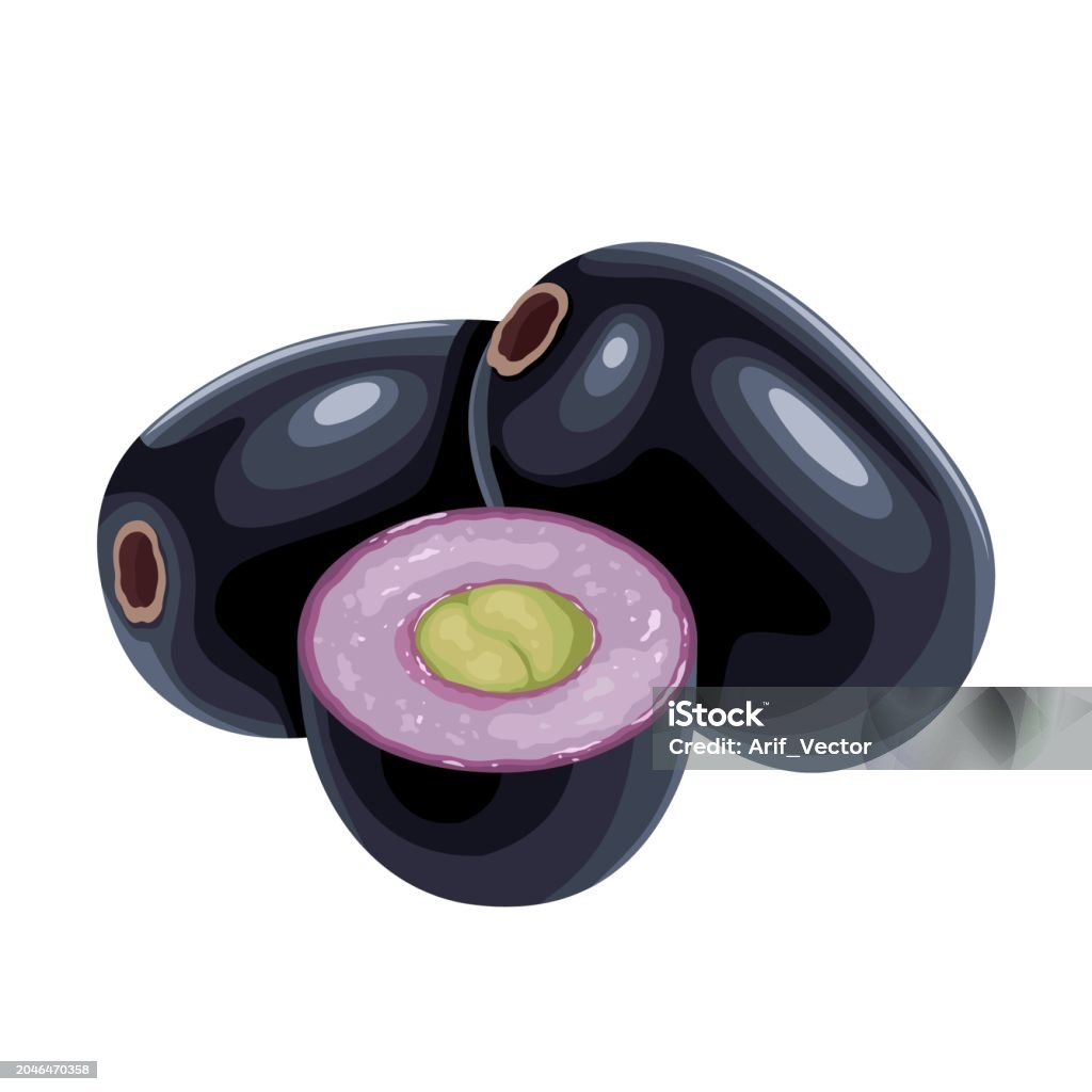 Java Plum 1 Stock Illustration - Download Image Now - Syzygium Cumini ...