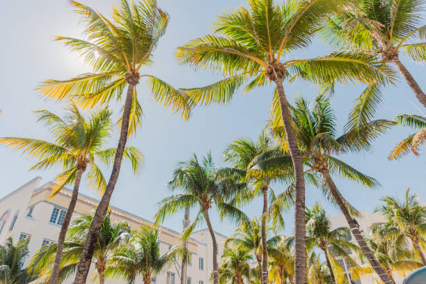 istock Tropical Palm Trees Under the Sunny Miami Beach Sky 2046472979