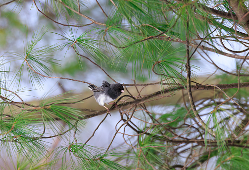 Dark-Eyed Junco perched in an evergreen tree with black and white plmmage