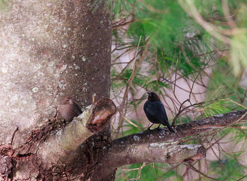 A small black bird perched on an evergreen tree branch looking over it's shoulder at the camera