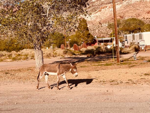 Donkey walking on street stock photo