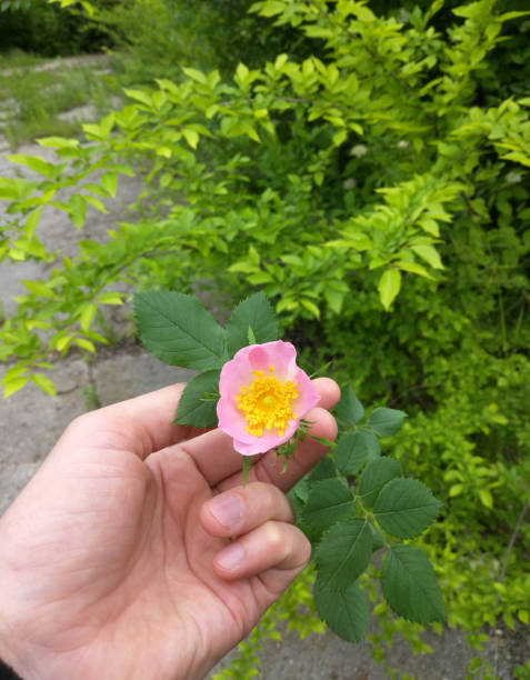 istock beautiful rosehip flower in a man's hand 2046501728