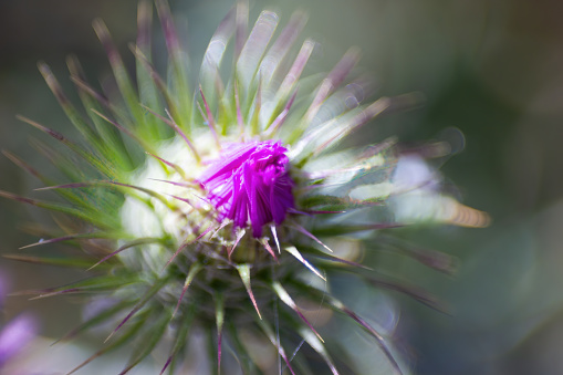 Close-up of a Scotch or Scotch thistle flower opening. Onopordum acanthium. Medicinal plant.