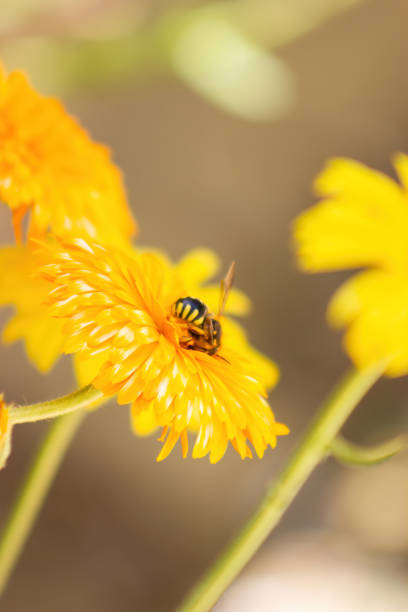 Bee on yellow flower, and collecting nectar. Nature