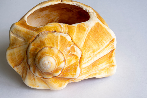 Colorful spiral seashell found on an Atlantic beach.