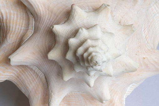 Closeup macro photo of a spiral shell found on the beach