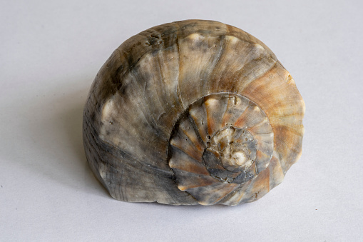 Snail on a concrete slab. Background with copy space for text or inscriptions. Selective focus