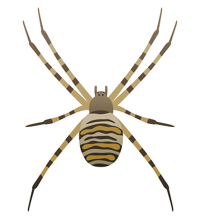Vector color illustration of black and yellow stripe wasp spider. African insect isolated on white background. Wildlife of Africa.