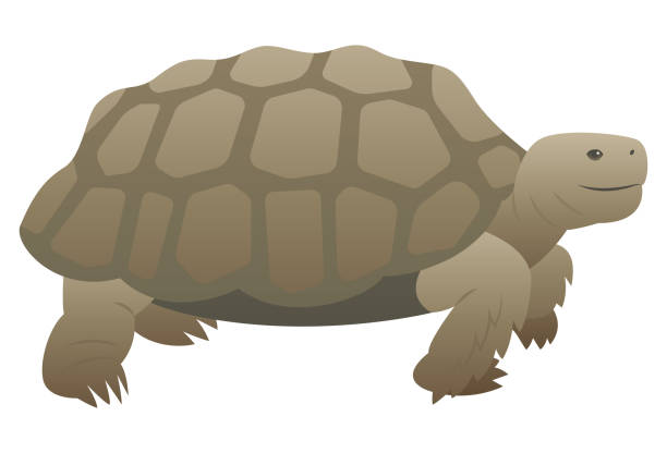 Turtle Shell Cut Out Side View 90+ Turtle Shell Side View Stock Illustrations, Royalty-Free Vector ...