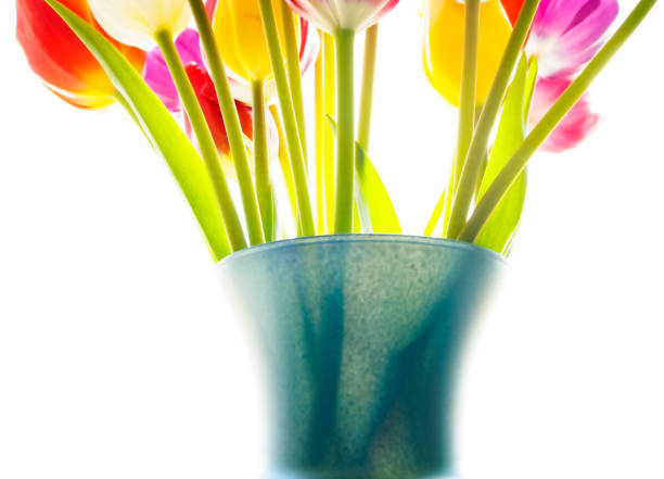 Gorgeous Tulips from the annual San Francisco Bulb Day 2023