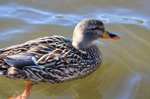A female mallard duck that is swimming along the dark, cool water in a pond.