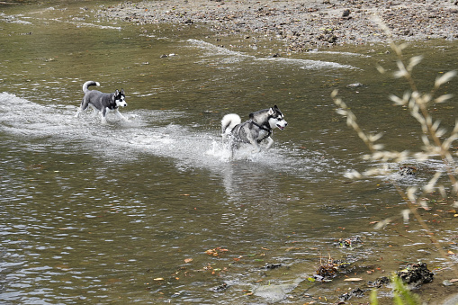 2 huskies running in water