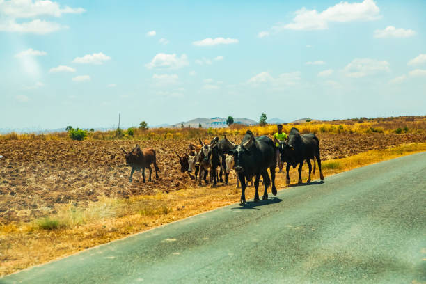 Antsirabe, Madagascar 19 october 2023. Road from Morondava to Antsirabe through empty grassland and village in central Madagascar. shepherd and herd of cows