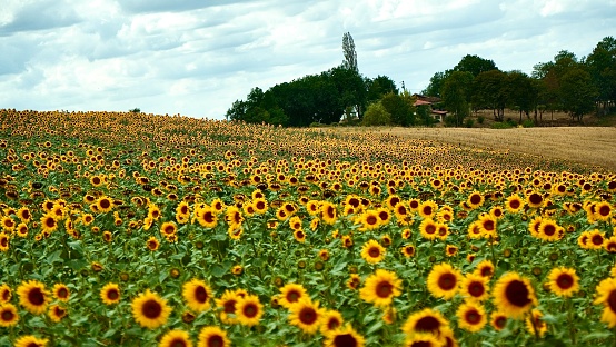 Landscape of sunflowers in summertime