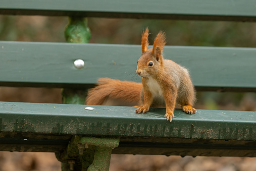 Eurasian red squirrel (Sciurus vulgaris) resting on a park bench in a public park.