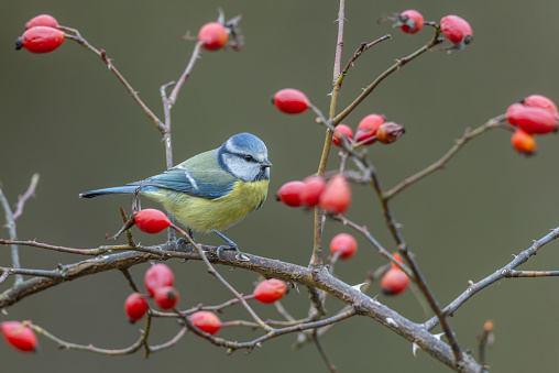 Eurasian blue tit (Cyanistes caeruleus) perching in a dog rose with ripe rosehips.