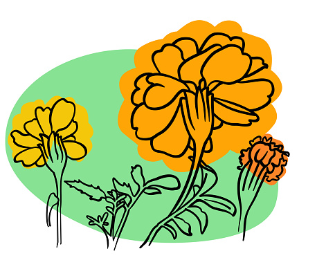 Simple sketch illustration of Marigolds, a popular flower to plant in flower beds in America.