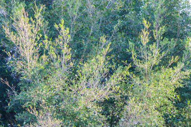 Natural green tree leaves on tree branch background
