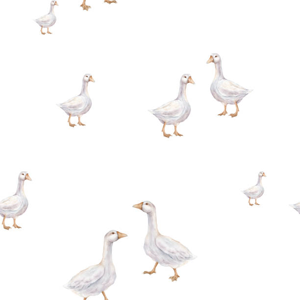 Watercolor seamless pattern with goose farm bird. Tender watercolor illustration on a isolated on background. Domestic white and gray watercolor cute farm bird. Hand drawn illustration farm birds.
