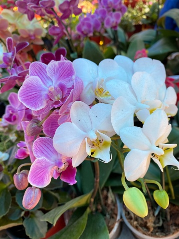Está orquídea muy exótica y conocida en Panamá. Existen de diferentes colores, suele crecer en sombra y es muy hermosa.
