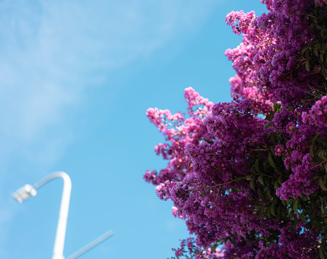 A vibrant crepe myrtle tree blooms under a clear blue sky with a gentle curve of a streetlamp in the background