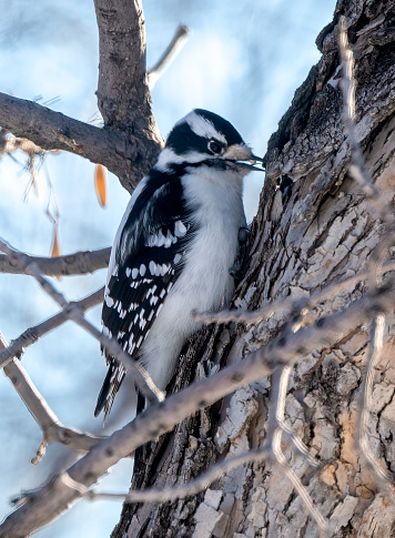 Downy woodpecker bird in central Montana in western USA of North America.