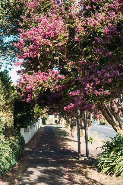 The blooming crepe myrtle trees form a canopy over a sidewalk next to a road, creating a picturesque urban pathway.