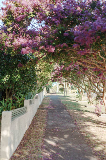 istock The blooming crepe myrtle trees form a canopy over a sidewalk next to a road, creating a picturesque urban pathway. 2046658014