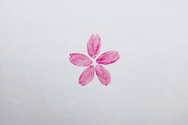 Cherry blossom flower on white paper background with copy space.
