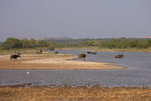 istock Buffalo in Yala National Park, Sri Lanka 2046679369