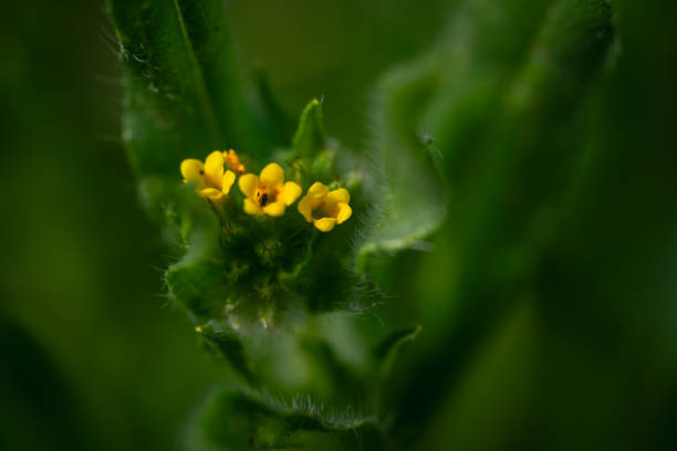 Fiddleneck details - Sonoran Desert wildflower
