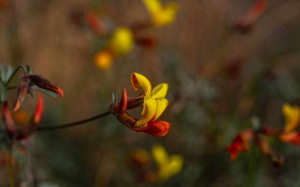 Road side wild flowers in the Pilbara