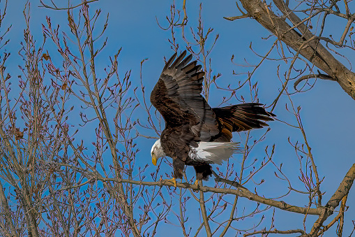 Bald Eagle selecting a small branch for the nest in Montana in western USA of North America. Nearest cities are Bozeman and Billings, Montana, Denver, Colorado, and Salt Lake City, Utah.