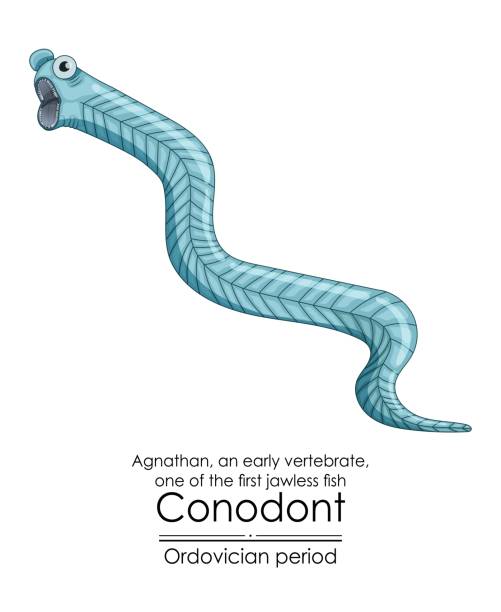 ilustraciones, imágenes clip art, dibujos animados e iconos de stock de conodont an ordovician period jawless vertebrate - ordoviciense ilustraciones