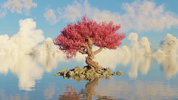 un solitario albero di ciliegio in piena fioritura si erge su un piccolo isolotto, il suo riflesso si specchia nelle acque calme su uno sfondo di soffici nuvole bianche. rendering 3d - backdrop horizontal reflection day foto e immagini stock