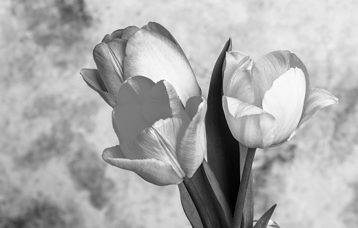 Black and white tulip flowers close up