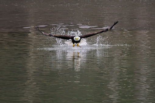 A bald eagle taking off from the Cowlitz River in southwestern Washington State. It has a Eulachon Smelt in its talons. This is during a large smelt run. This is north of Longview, WA.