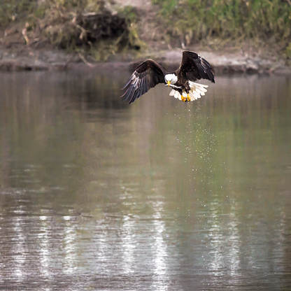 A bald eagle above the Cowlitz River in southwestern Washington State. It has a Eulachon Smelt in its mouth. This is during a large smelt run. This is north of Longview, WA.