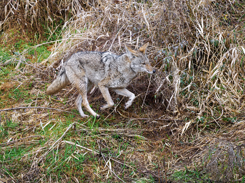 Coyote Canis latrans running in a grass area near an urban wetland in Oregon.