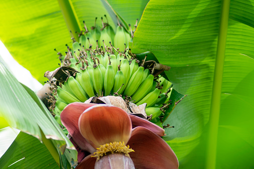 Tropical banana flower